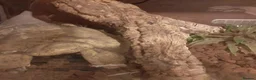 Python Snake reptiles for sale: Caramel ball python  - Advert 13