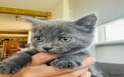 British Shorthair cats for sale: Adorable BSH kittens  - Image 8