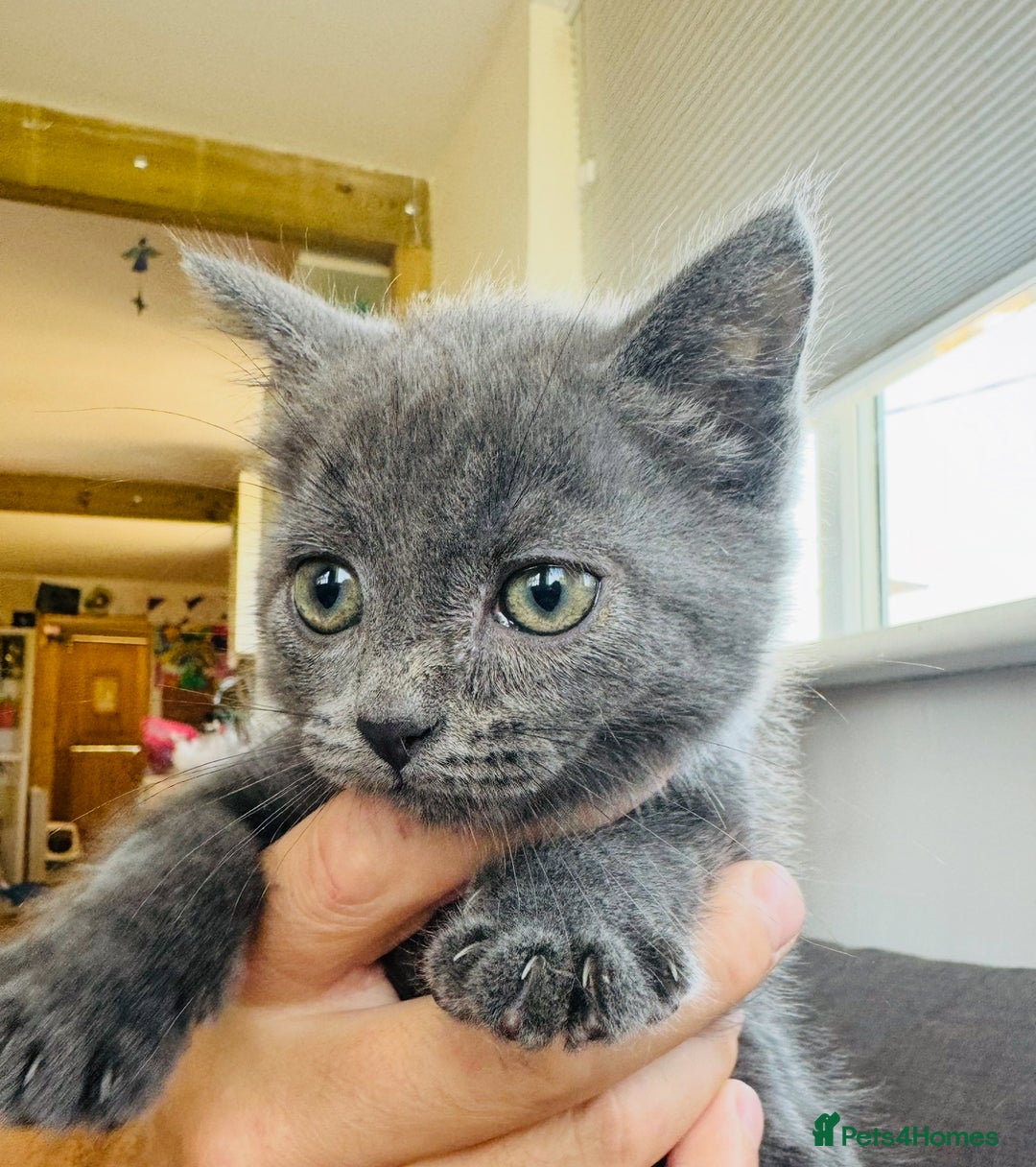 British Shorthair cats for sale: Adorable BSH kittens  - Image 8
