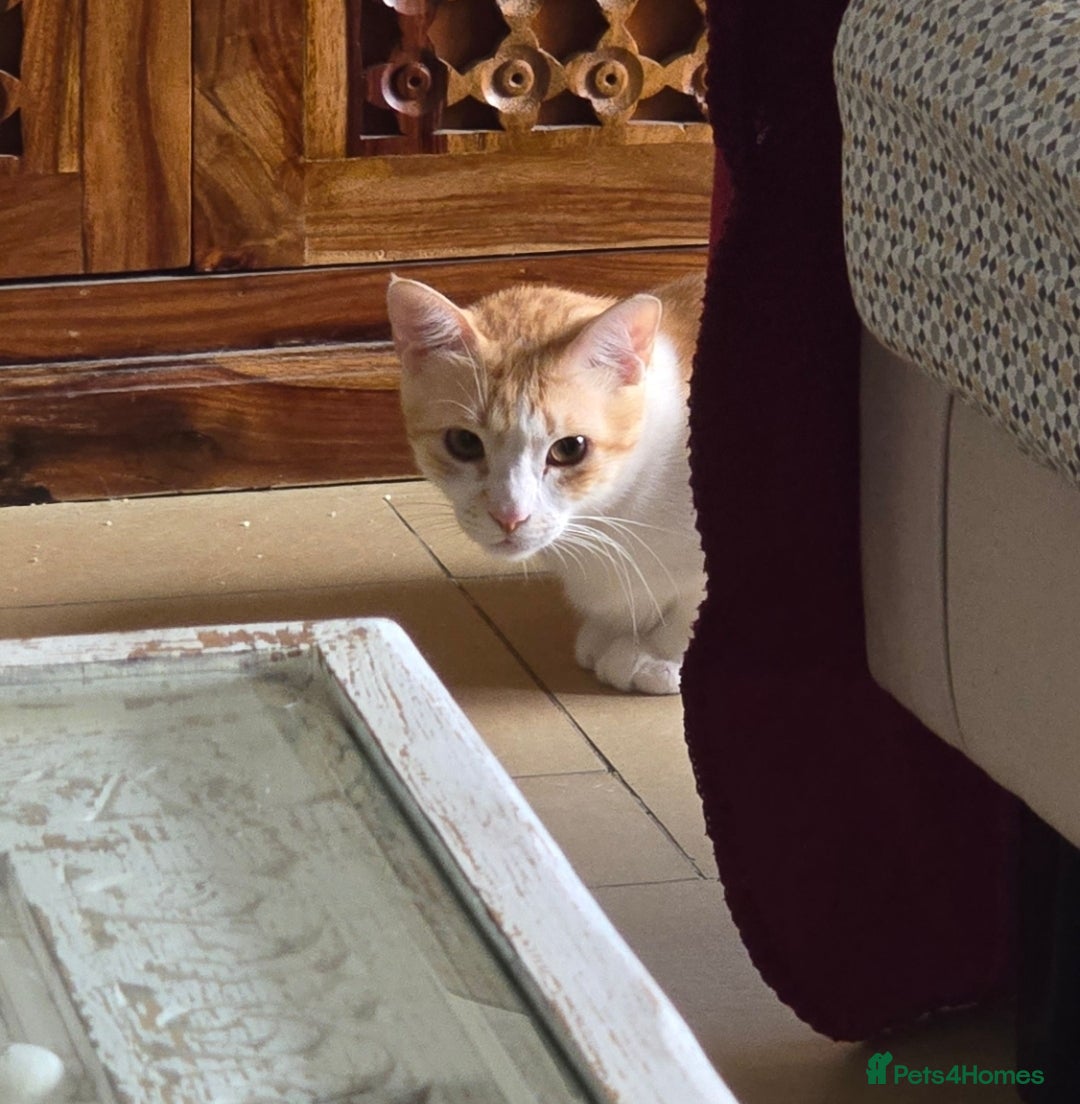 Mixed Breed cats for adoption: [Indoors Only] Kitkat and Eevee! Affectionate pair - Image 4