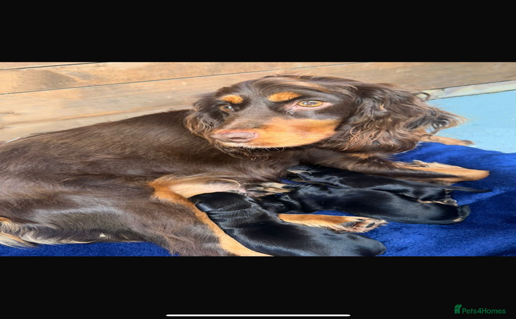 Cocker Spaniel dogs - Advert 2