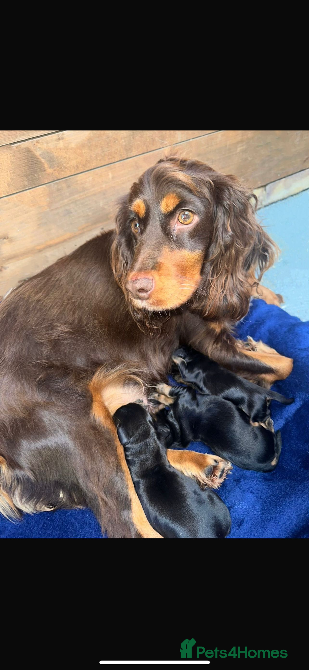 Cocker Spaniel dogs for sale: Cocker spaniel  - Image 1