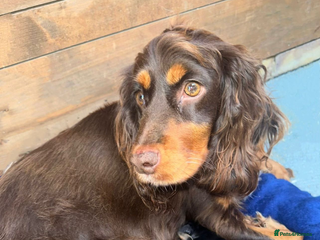 Cocker Spaniel dogs - Advert 34