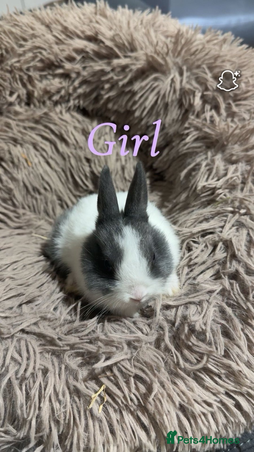 Netherland Dwarf rabbits for sale: Adorable Netherland Dwarf Baby Rabbit- Ready Now  - Image 6