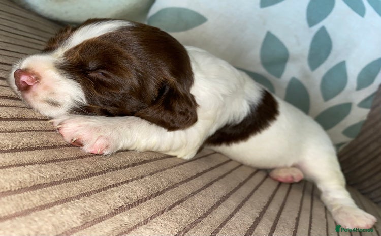 English Springer Spaniel dogs - Advert 16