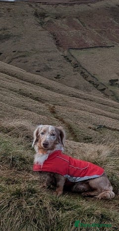 Dachshund dogs - Advert 1