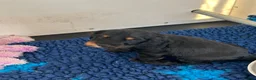 Cocker Spaniel dogs for sale: Lovely female black & Tan Show Type puppy - Advert 4