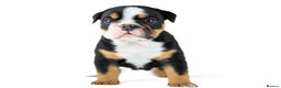 English Bulldog dogs for sale: Unreal English bull dogs  - Advert 3