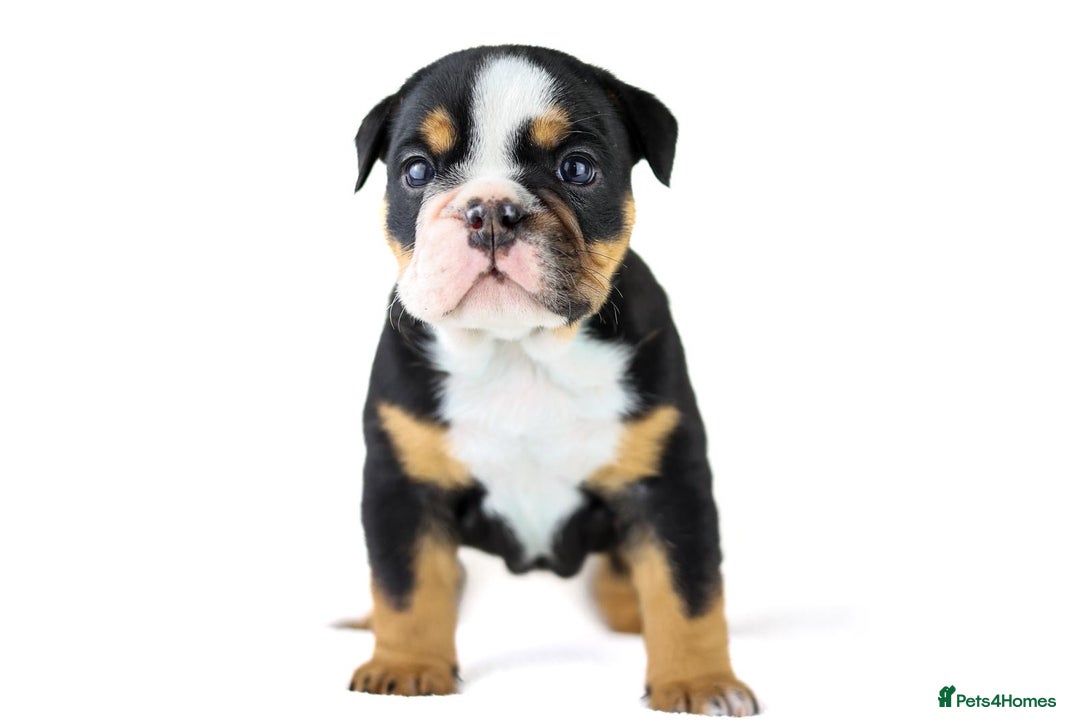 English Bulldog dogs for sale: Unreal English bull dogs  - Advert 3