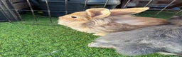 Mixed Breed rabbits for sale: Baby rabbits ready now  - Advert 4