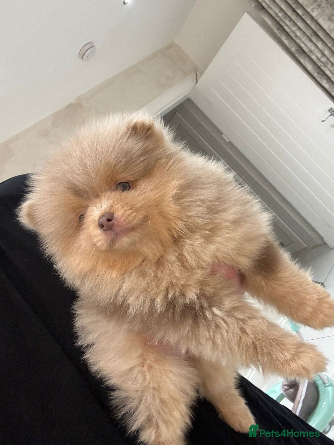 Pomeranian dogs for sale: FLUFFY TEDDY BEAR POMERANIANS 🐻  - Advert 1