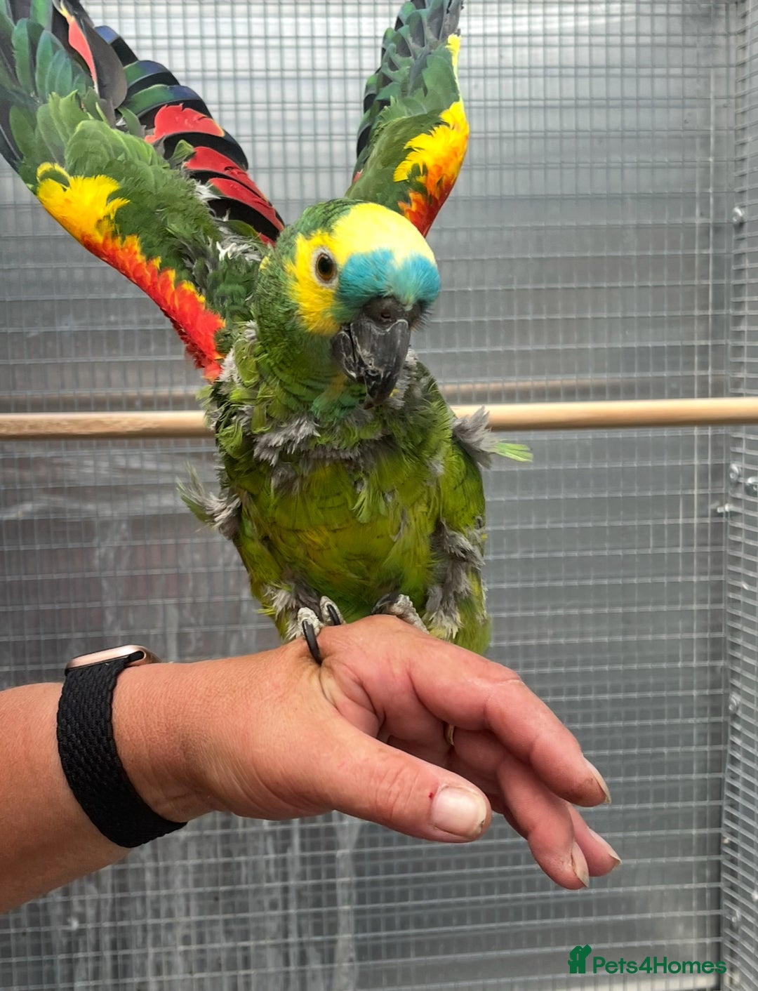 Parrots birds for sale: Blue Fronted Amazon  - Image 3