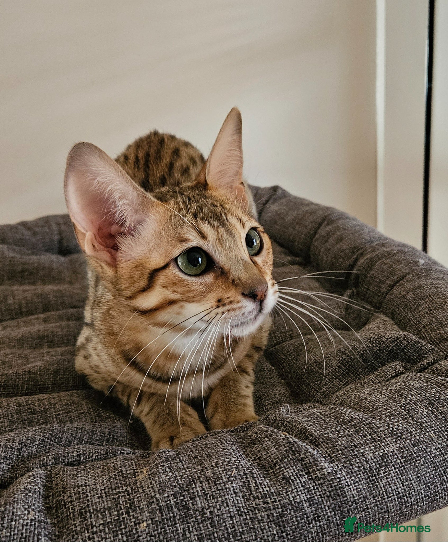 Savannah cats 3 beautilful F5 Savannah kittens - Advert 1