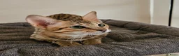 Savannah cats for sale: 3 beautilful F5 Savannah kittens - Advert 1