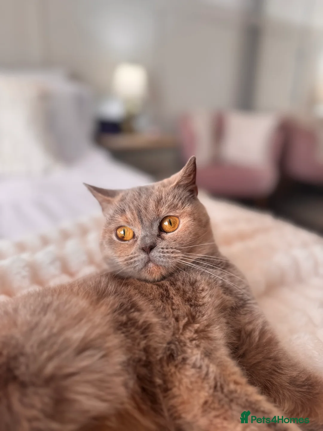 British Shorthair cats for sale: British shorthair girls ready in 4 weeks  - Advert 2