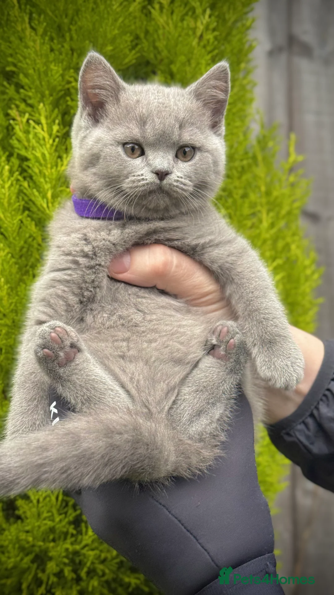 British Shorthair cats for sale: Adorable British Shorthair Blue and Lilic kittens - Advert 23