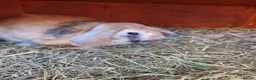 French Lop rabbits for sale: Adult rabbits to rehome in Crawley - Advert 11