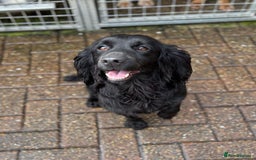 Cocker Spaniel dogs for sale: Brockwell Gundogs Adult Female Cockers - Image 5