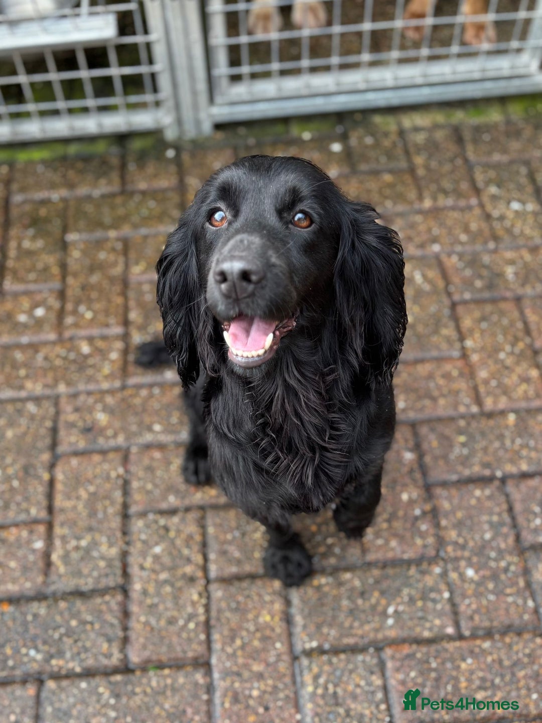 Cocker Spaniel dogs for sale: Brockwell Gundogs Adult Female Cockers - Image 5