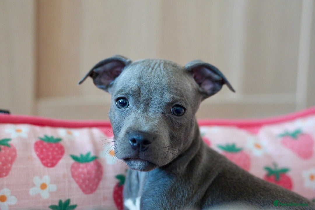 Staffordshire Bull Terrier dogs for sale: 🧸 Adorable Staffy puppies 🧸 - Image 24