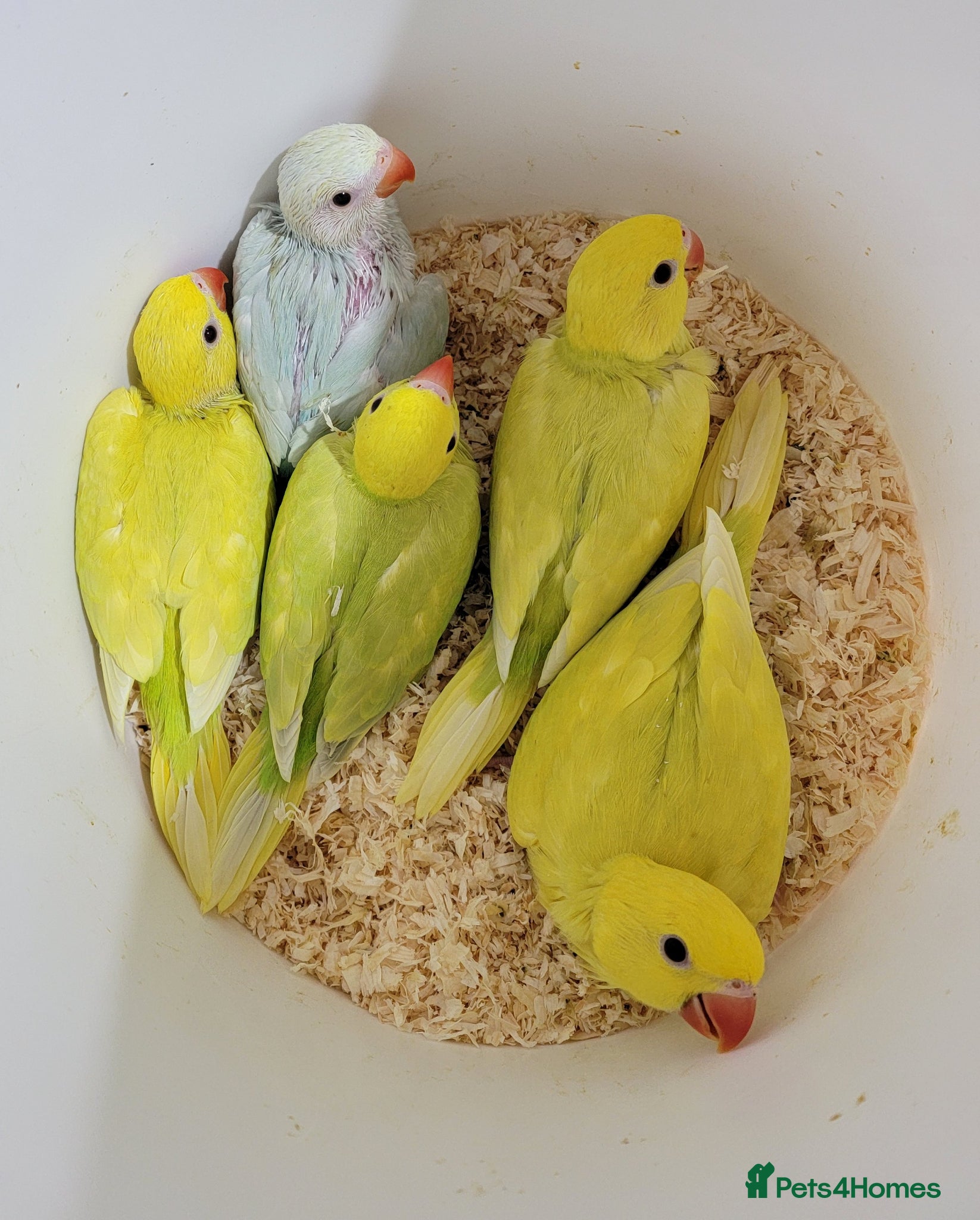 Ringnecks birds Juveniles ringnecks. - Advert 1