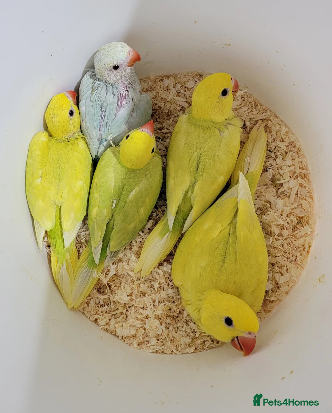 Ringnecks birds for sale: Juveniles ringnecks. - Advert 1