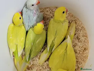 Ringnecks birds Juveniles ringnecks. - Advert 1