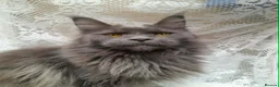 Maine Coon cats for sale: Solid blue maine coon girl - Advert 5