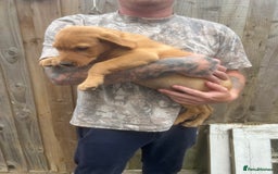 Labrador Retriever dogs for sale: Working background Labrador pups - Image 5