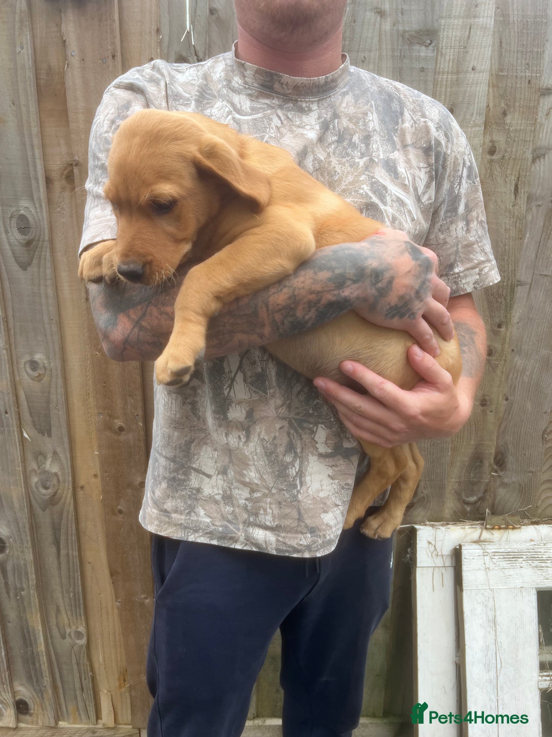 Labrador Retriever dogs for sale: Working background Labrador pups - Image 5