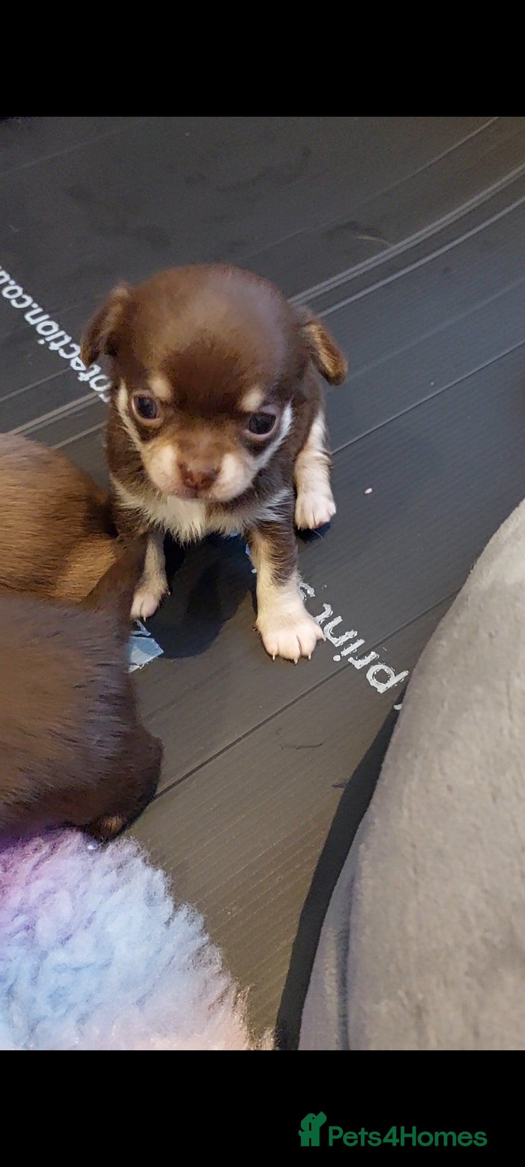 Chihuahua dogs Superb Chihuahua Pups - Advert 4