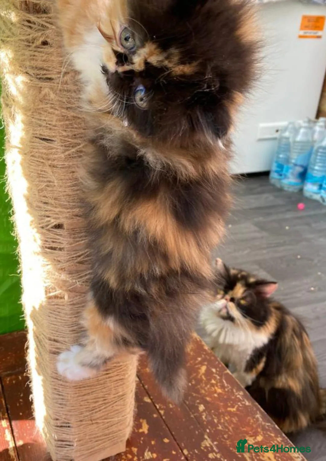 Persian cats for sale: Persian female kitten  - Advert 2