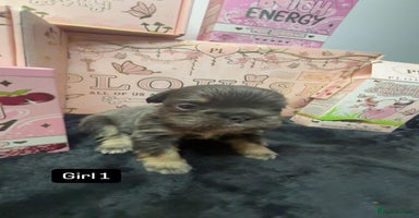 French Bulldog dogs Fluffy Frenchies. All carry pink  - Advert 8