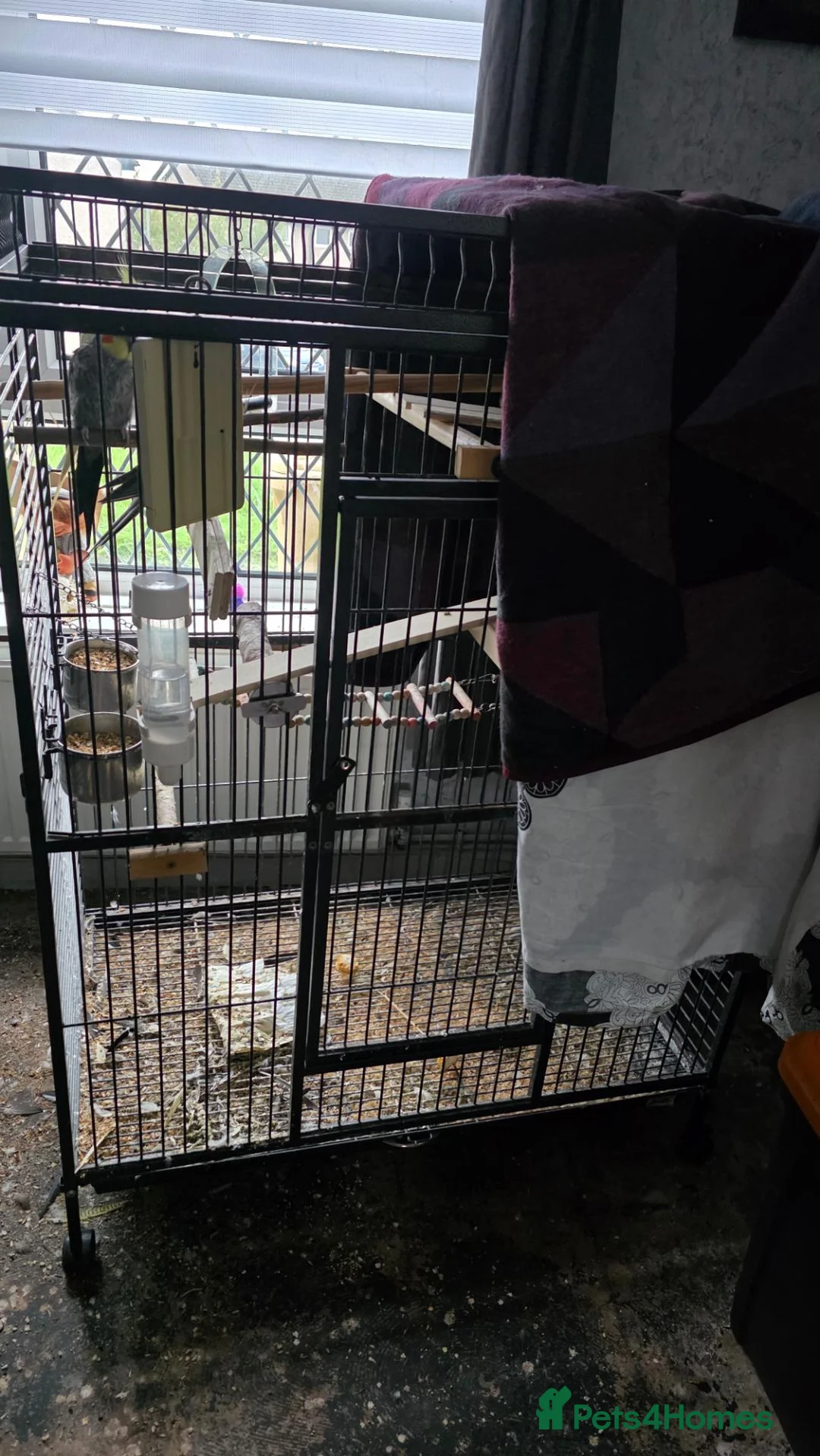 Cockatiels birds for sale: 2 budgies 3 cocktails  in Bolton - Advert 4