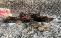 Norwegian Forest Cat cats for sale: GORGEOUS KITTENS READY FOR NEW HOMES SUNDAY in Birmingham - Image 1