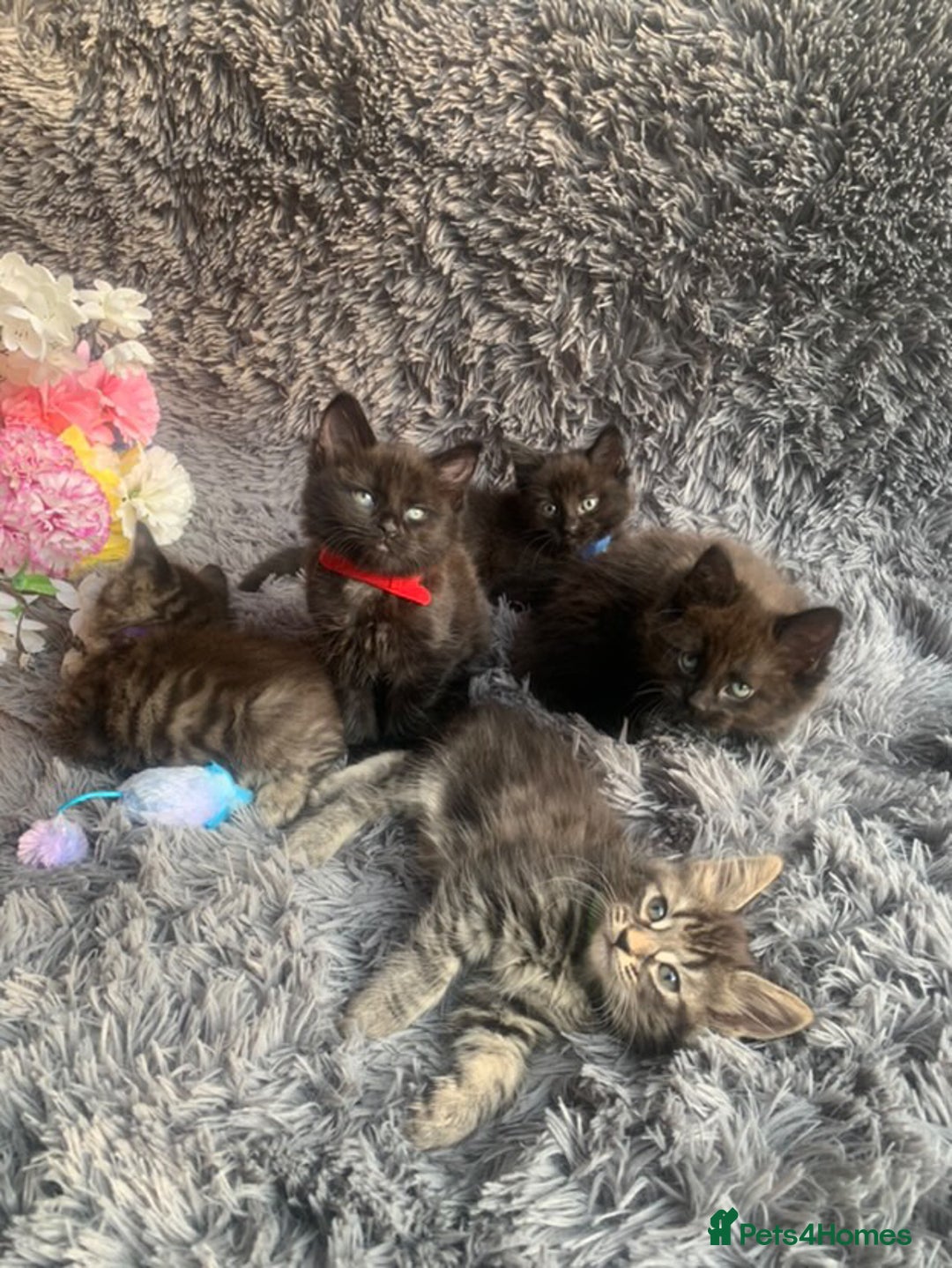 Norwegian Forest Cat cats for sale: GORGEOUS KITTENS READY FOR NEW HOMES SUNDAY in Birmingham - Image 1