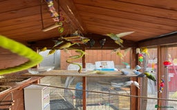 Budgerigars birds for sale: Budgies with an Aviary available. - Image 20