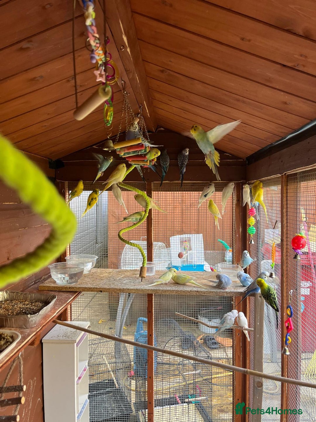 Budgerigars birds for sale: Budgies with an Aviary available. - Image 20