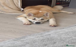 Japanese Akita Inu dogs for sale: Japanese Akita Inu  - Image 5
