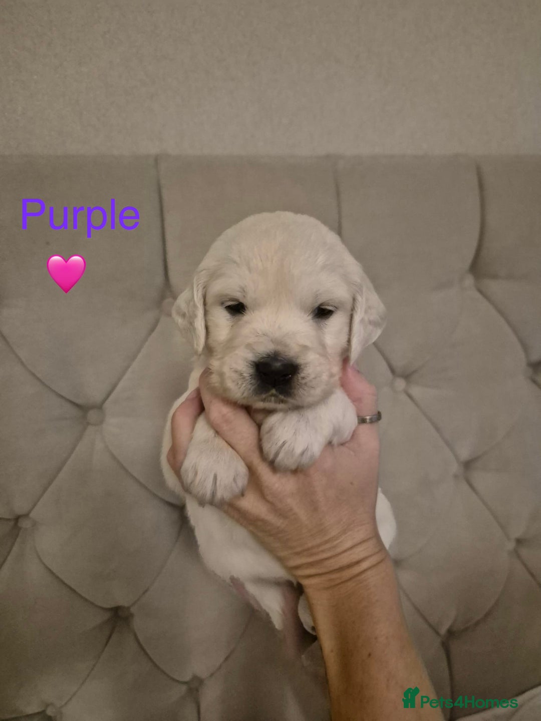 Golden Retriever dogs for sale: Golden Retriever Puppies  - Advert 3