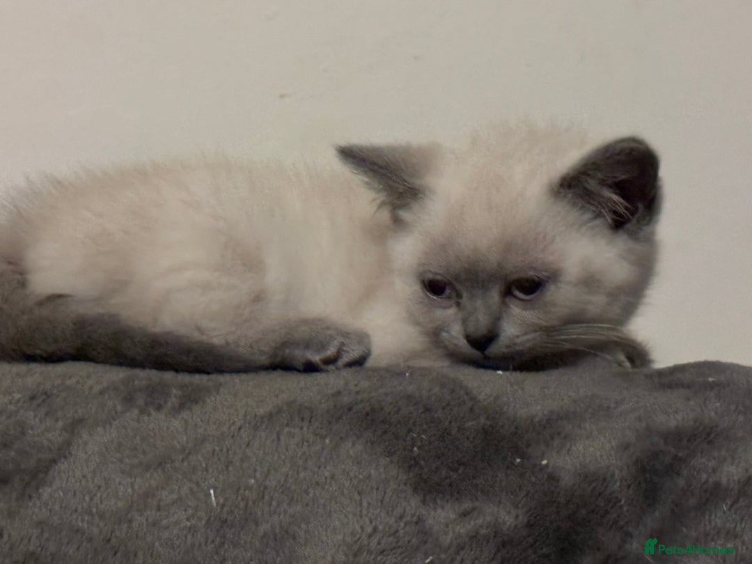 British Shorthair cats for sale: Beautiful British shorthair kittens - Advert 7