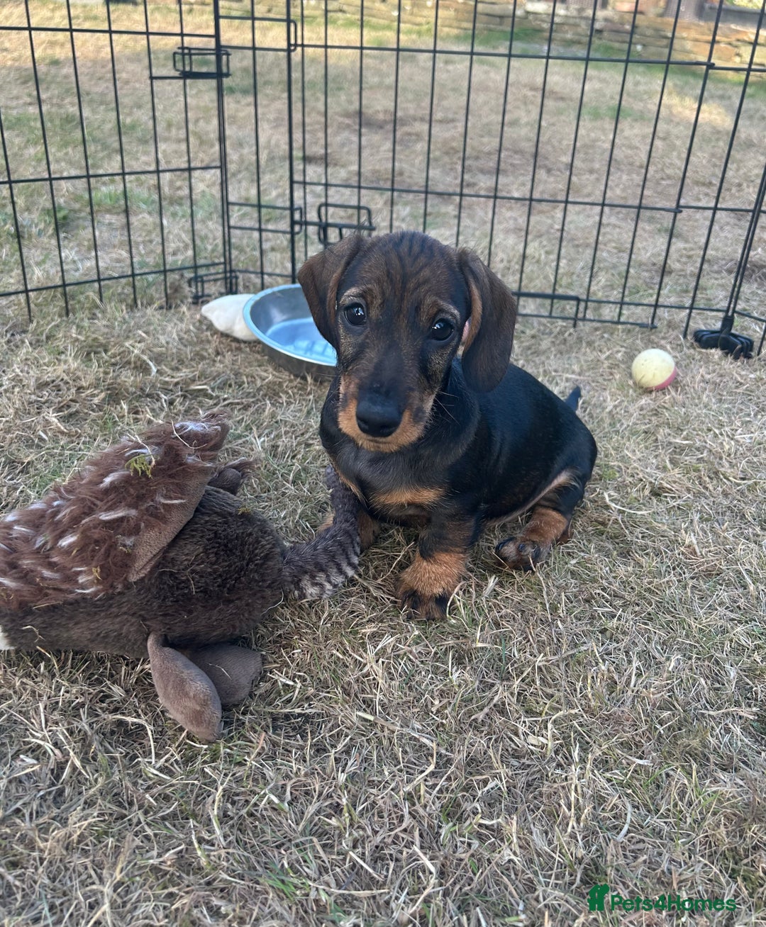 Miniature Dachshund dogs for sale: Miniature Wire Haired Dachshund Puppies - Image 4