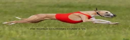 Whippet dogs for sale: Crufts winning parents - Advert 2