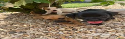 Mixed Breed dogs for sale: Jack russel x french bulldog puppies for sale - Advert 6