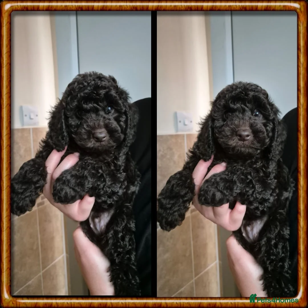 Cockapoo dogs for stud: PROVEN DNA tested Cockapoo Stud-Chocolate Merle in Stafford - Advert 34