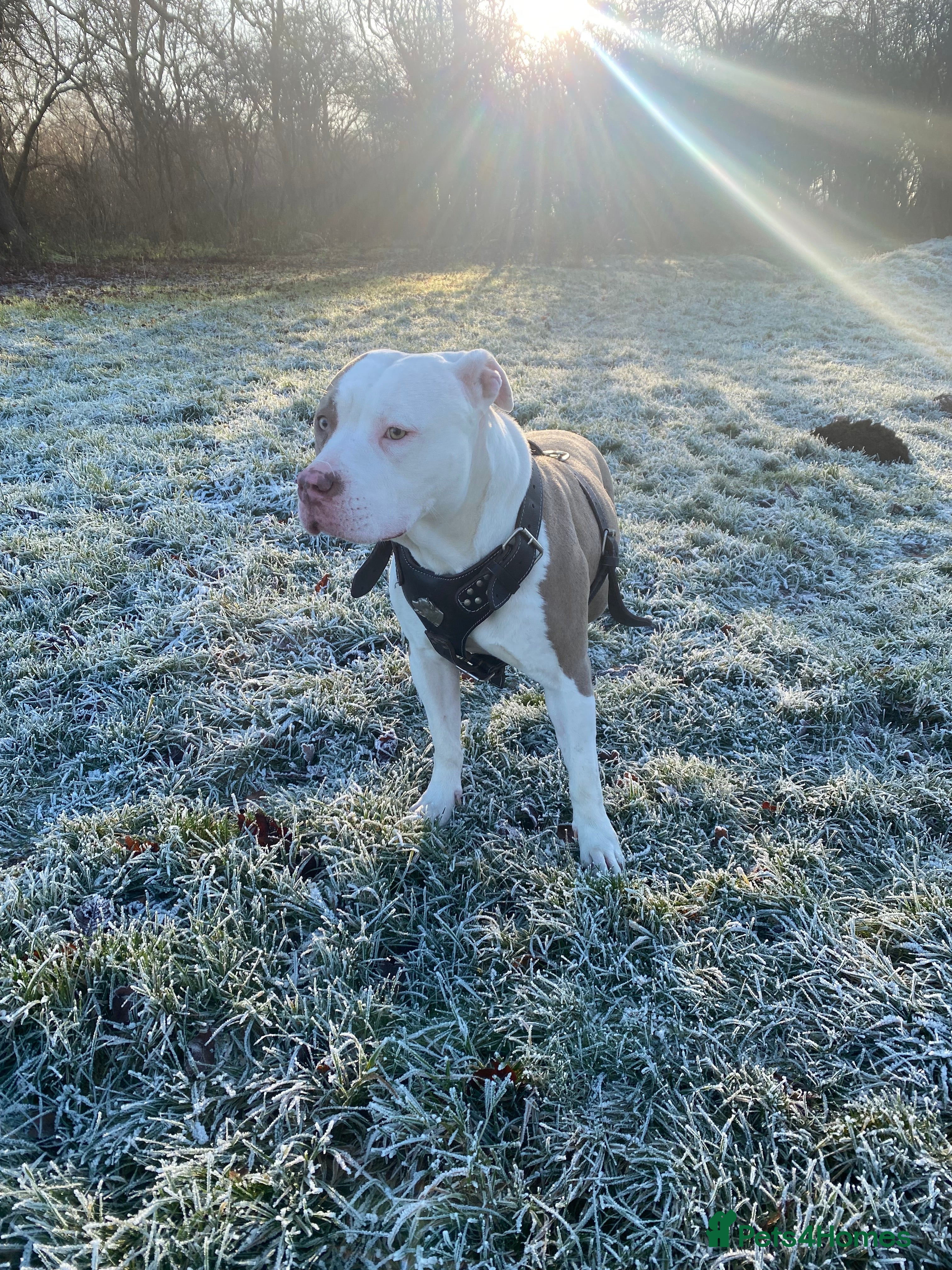 American Bully dogs Storm for adoption  in Cambridge - Advert 2