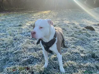 American Bully dogs Storm for adoption in Cambridge - Advert 2