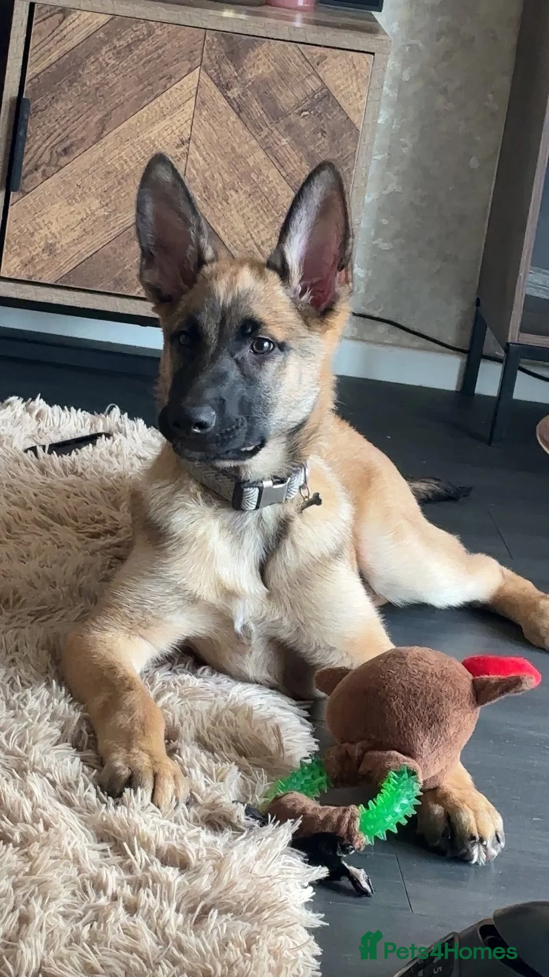 Mixed Breed dogs for sale: Belgian Malinois x Alsatian  in Castleford - Advert 2