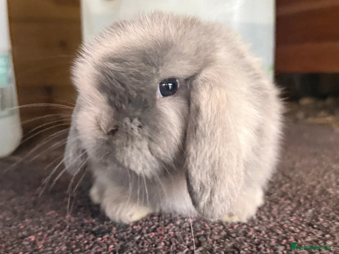 Mini Lop rabbits for sale: Blue Sabled mini lop buck - Advert 11