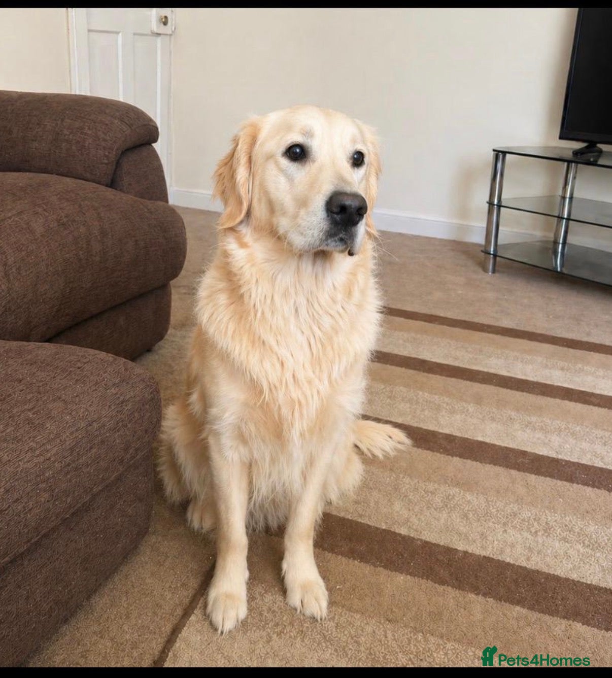 Golden Retriever dogs Beautiful Golden Retriever - Advert 18